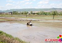 延吉朝陽川鎮水稻插秧掀熱潮