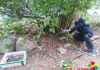 修剪轄區樹枝 “剪”除居民煩惱