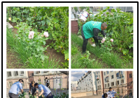 居民院中非法種植罌粟社區聯合派出所當場鏟除