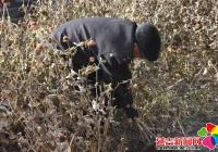 白山社區開展秋季拔除枯花志愿服務活動