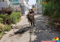 嬌陽社區開展環境衛生整治行動 助力創城迎復檢工作