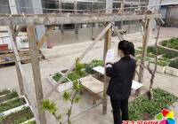 清理轄區種菜 美化居住環境