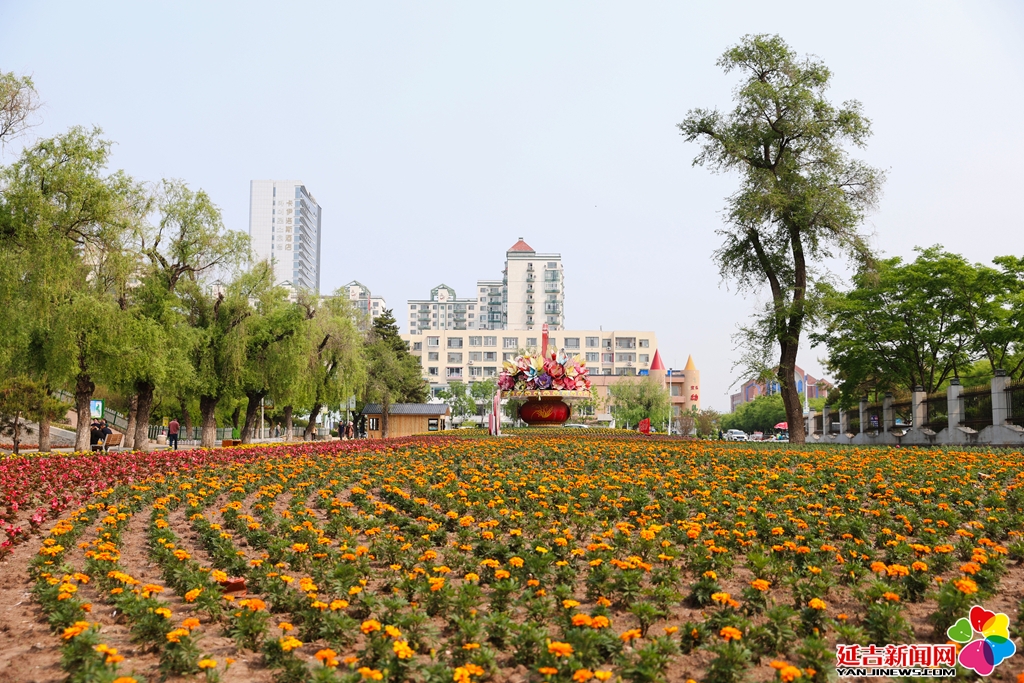 圖看延吉｜延吉公園鮮花盛開，猶如調(diào)色盤般絢麗多彩